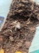 Grammostola pulchripes