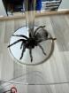 Grammostola Quirogai